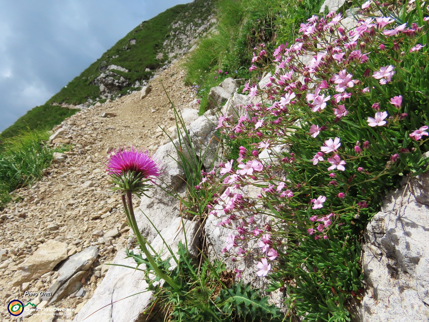 63 Silene acaulis (Silene a cuscinetto).JPG